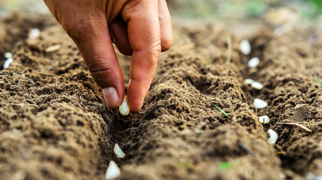 Заготовка семян для подзимнего посева