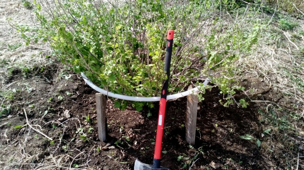 Связать ветки смородины в пучки для предотвращения повреждений