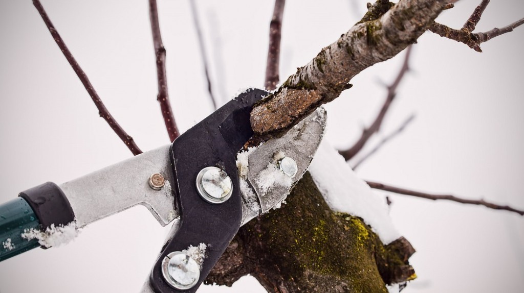 Выкорчевывание больных кустов и деревьев