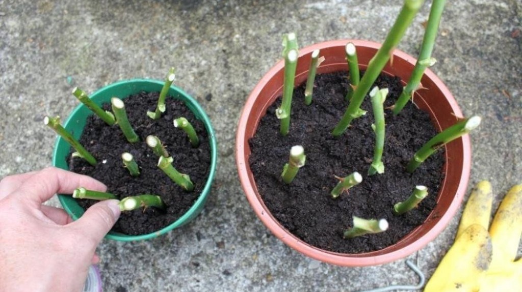 Размножение садовых растений черенкованием