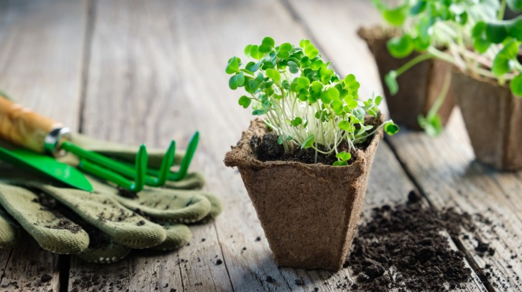 Нужно ли сеять в феврале?