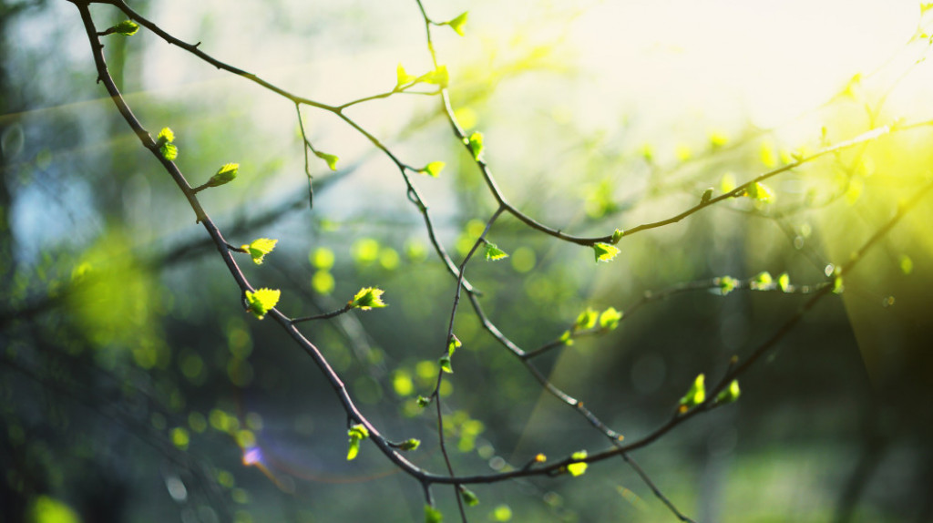 Садовый календарь в апреле