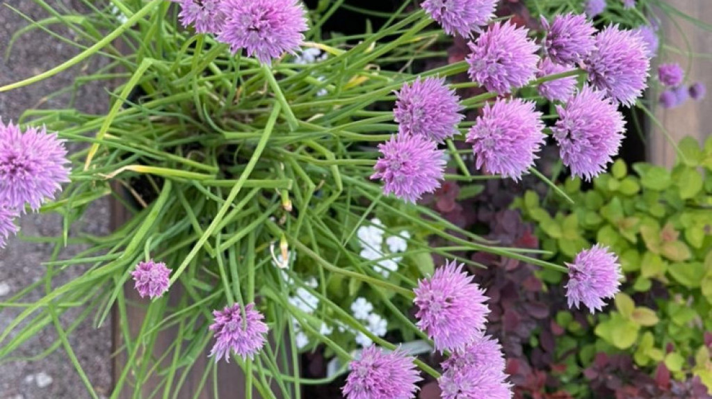 Садовый календарь в июне