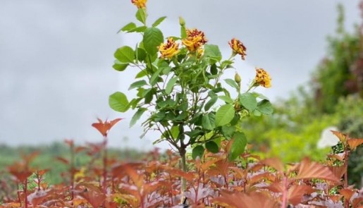 Много роз не бывает