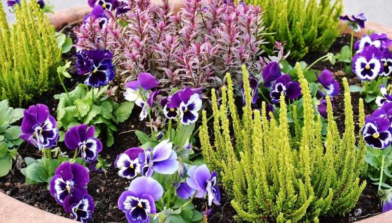 клумба однолетники