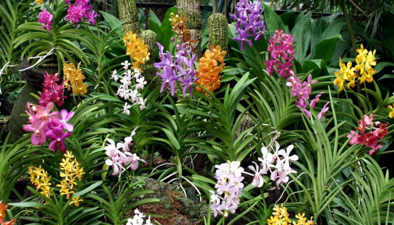 клумба однолетники отзывы