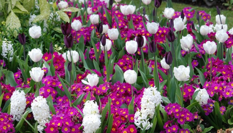 клумба однолетники советы