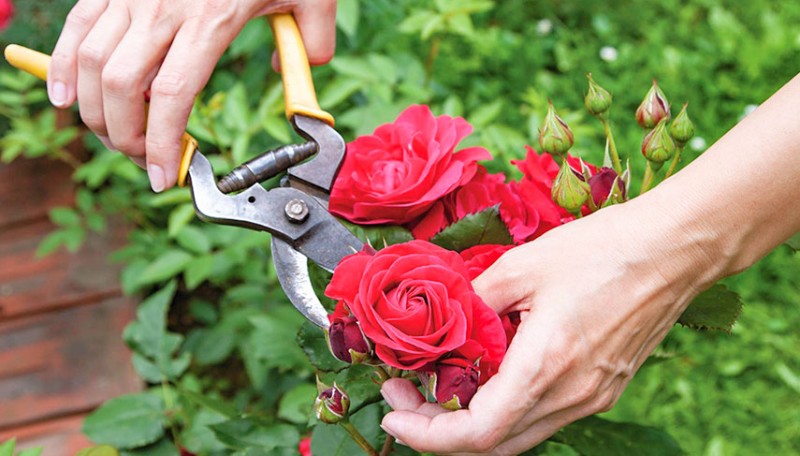 Обрезка роз в июле