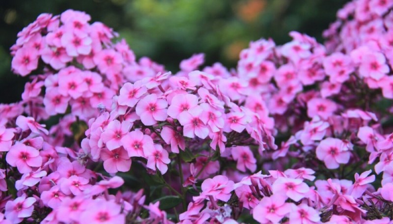 Посев и полив флоксов в июле