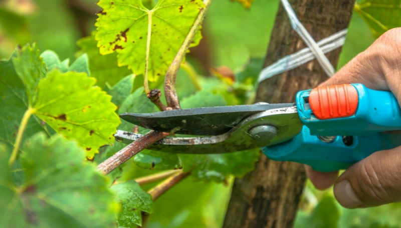 Панцировка виноградника в июле