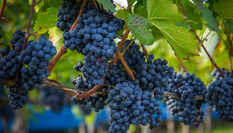 Уход за виноградником