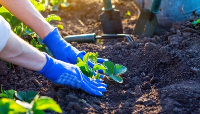 Деление многолетников