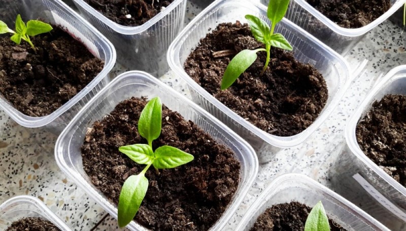 Деление пионов