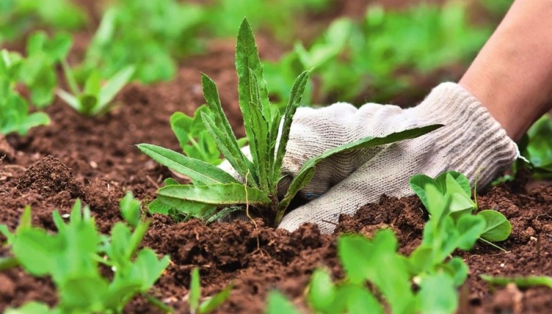 Деление и прополка растений