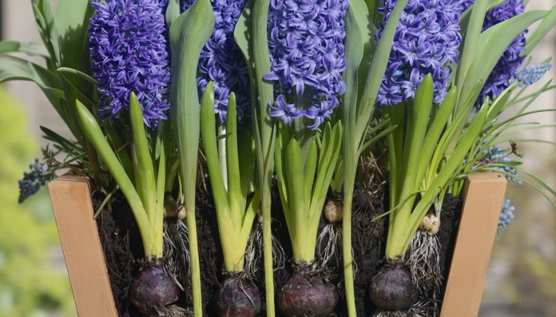 Посадка мелколуковичных