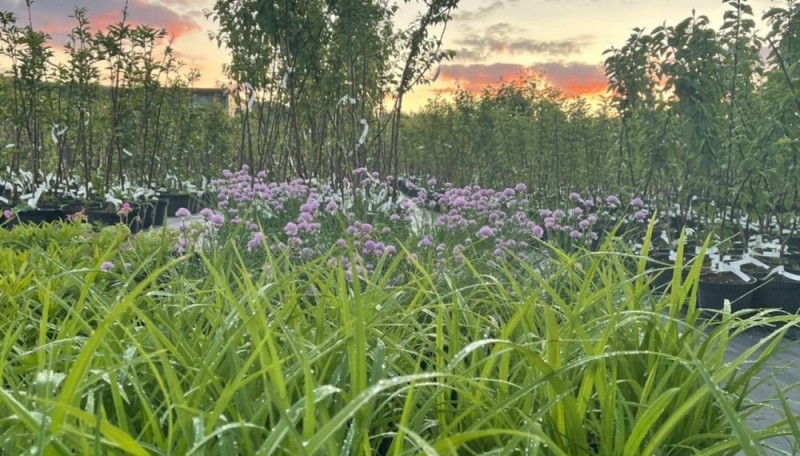 распродажа в Ивино Гарден