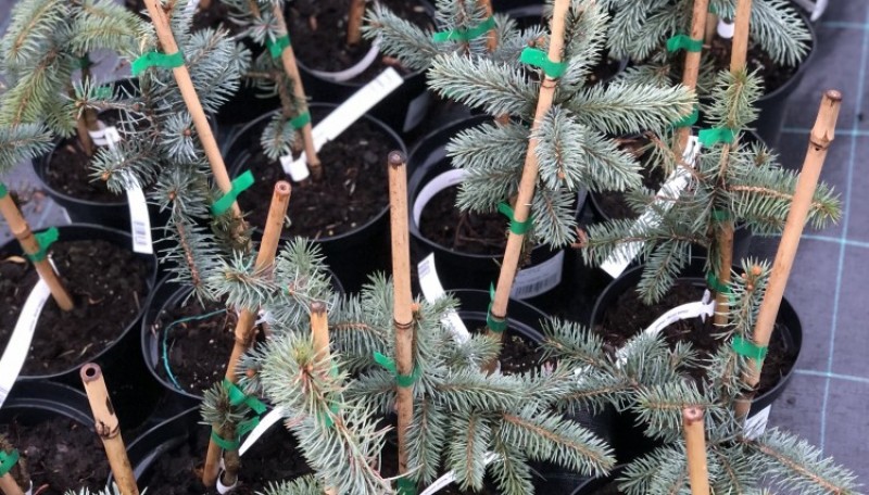 распродажа растений в Ивино