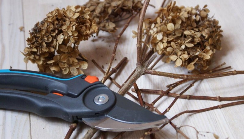 Проведение санитарной обрезки гортензий и спирей