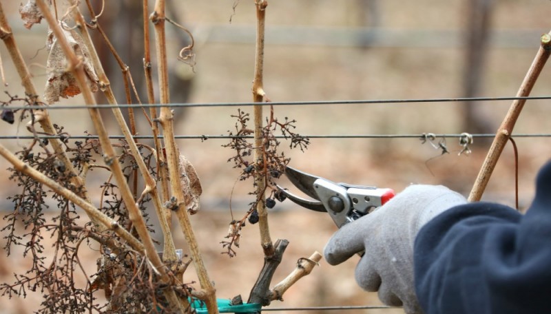 Подготовка винограда к зимовке
