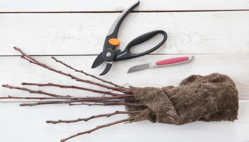 Заготовка черенков для зимней прививки