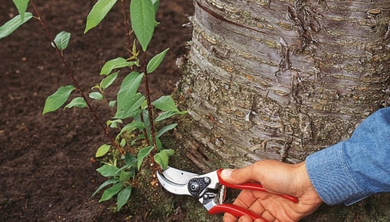 Обрезание корневой поросли у косточковых плодовых деревьях и сирени