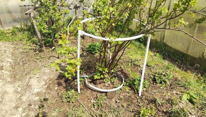 Связывание ветвей смородины