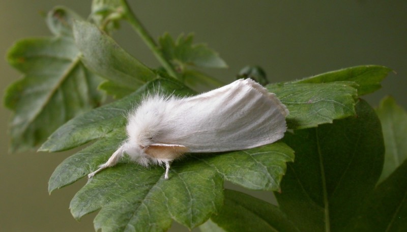 Проведение мероприятий, направленных на борьбу с вредными насекомыми в саду