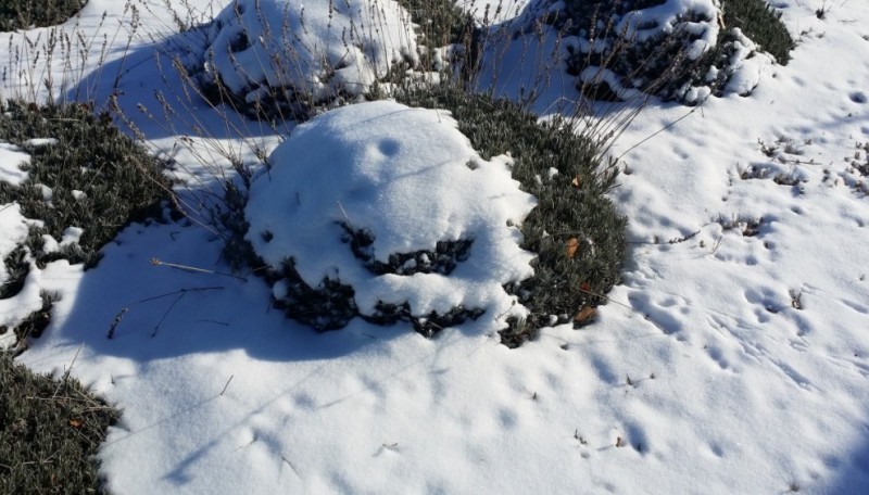 Обеспечение снегозадержания