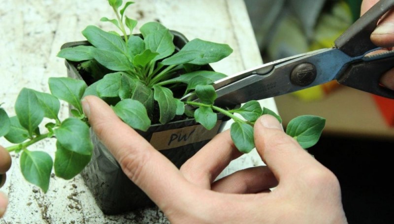 Размножение садовых растений черенкованием