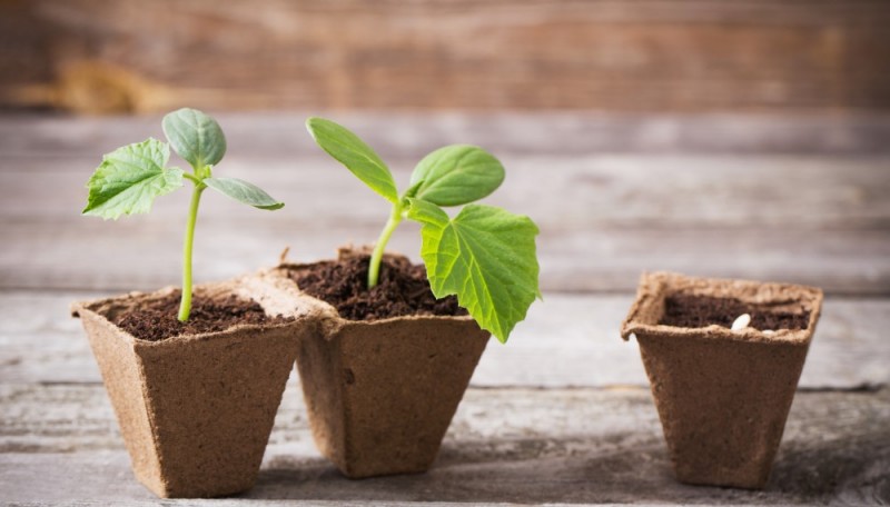 Нужно ли сеять в феврале?