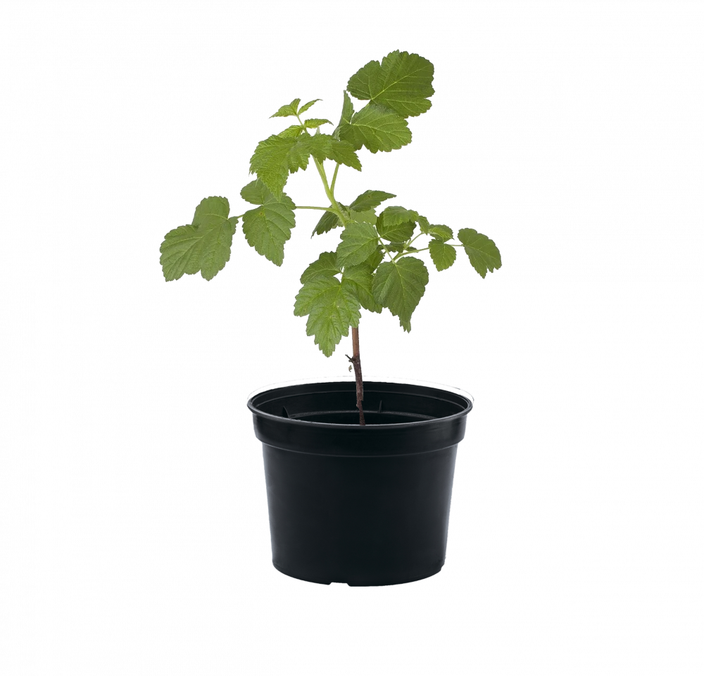 Смородина черная "Литвиновская" 