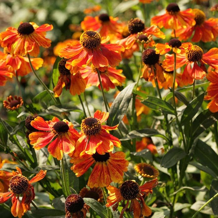 Гелениум осенний Helenium autumnale